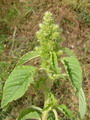 Red root pigweed